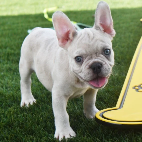 French Bulldog puppy on grass next to a yellow skateboard.