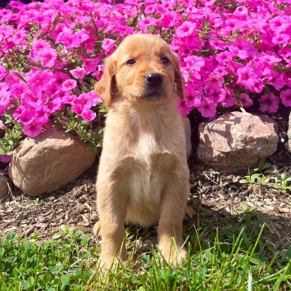 Golden retriever puppy sitting in front of pink flowers outdoors.