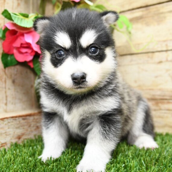Cute Husky puppy sitting on grass with pink flowers in the background.