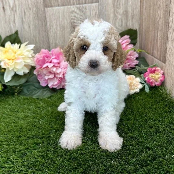 Fluffy puppy sitting on grass with colorful flowers in the background.