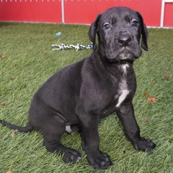 Black puppy sitting on grass with red background