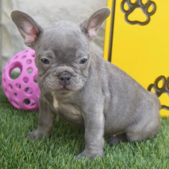 Gray French Bulldog puppy sitting on grass with a pink toy and yellow paw print background.