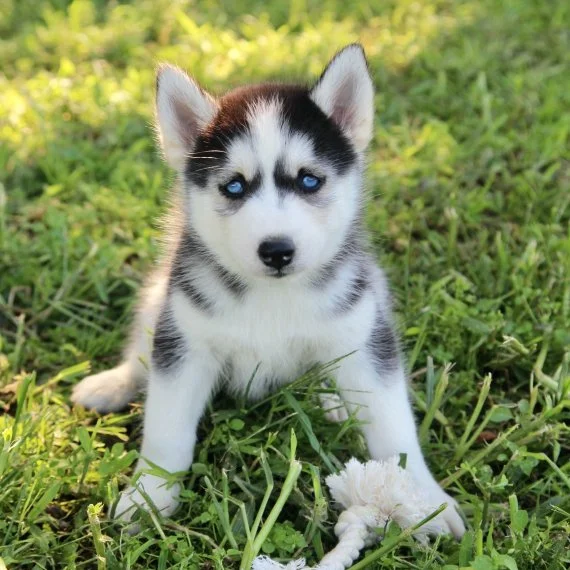 Siberian Husky puppy with blue eyes on grass