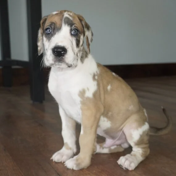 Cute Great Dane puppy sitting on wooden floor indoors.