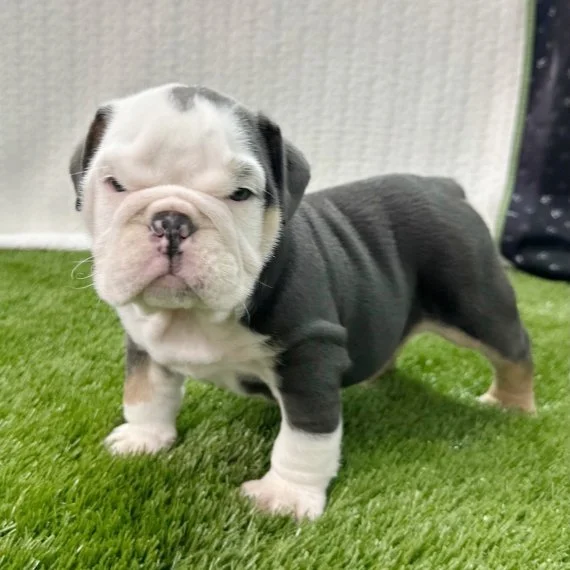 Bulldog puppy on green grass indoors