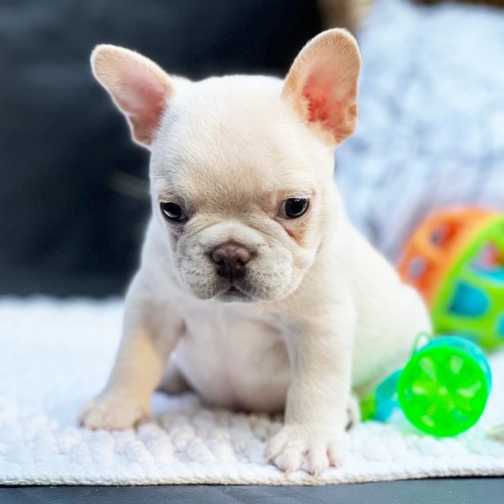 French Bulldog puppy sitting with toys