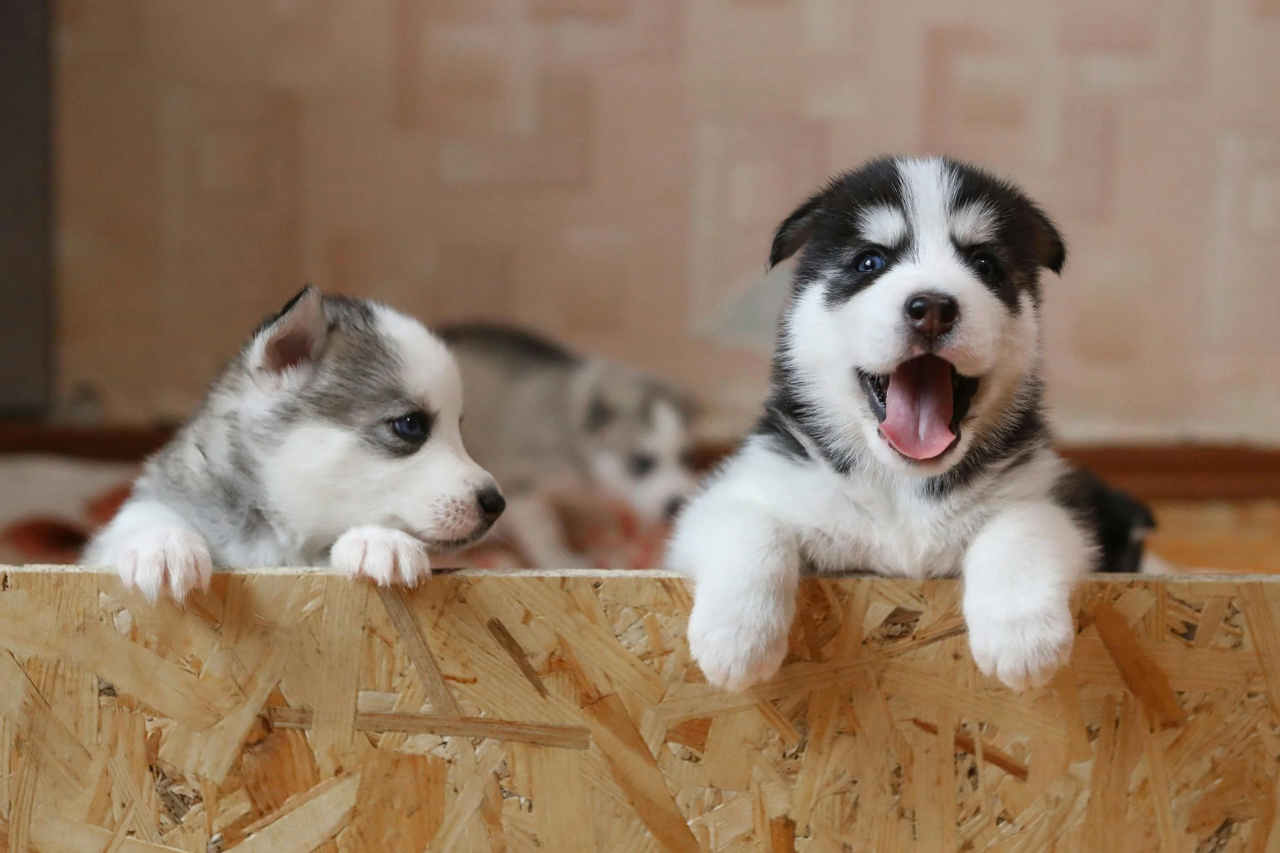 Two Siberian Husky puppies playing in a wooden box indoors.