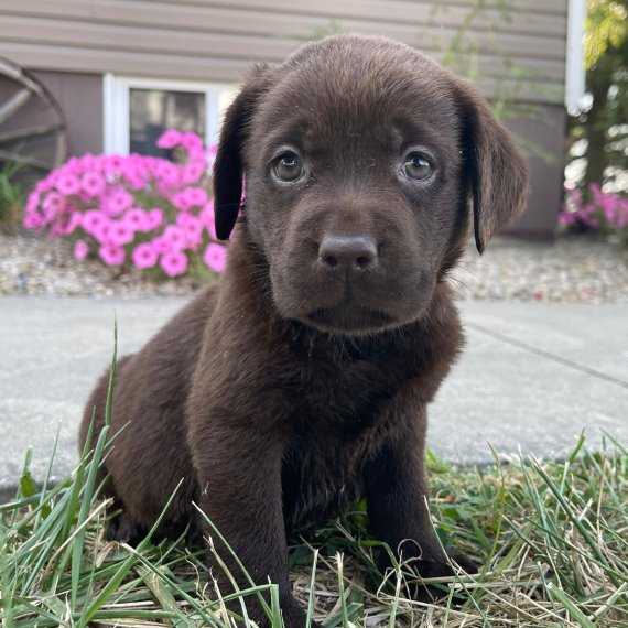 Brown puppy sitting on grass with pink flowers in background.