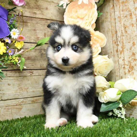 Cute puppy with black and white fur sitting on grass, surrounded by colorful flowers and wooden background.