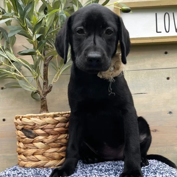 Black Labrador puppy sitting beside a potted plant on a bench.