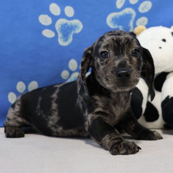 Dachshund puppy with dapple coat on a bed with blue paw print background.