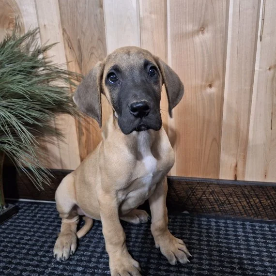 Great Dane puppy sitting indoors on a patterned carpet with wooden wall background.
