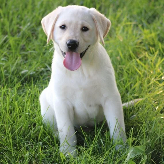 Yellow Labrador Retriever puppy sitting on grass