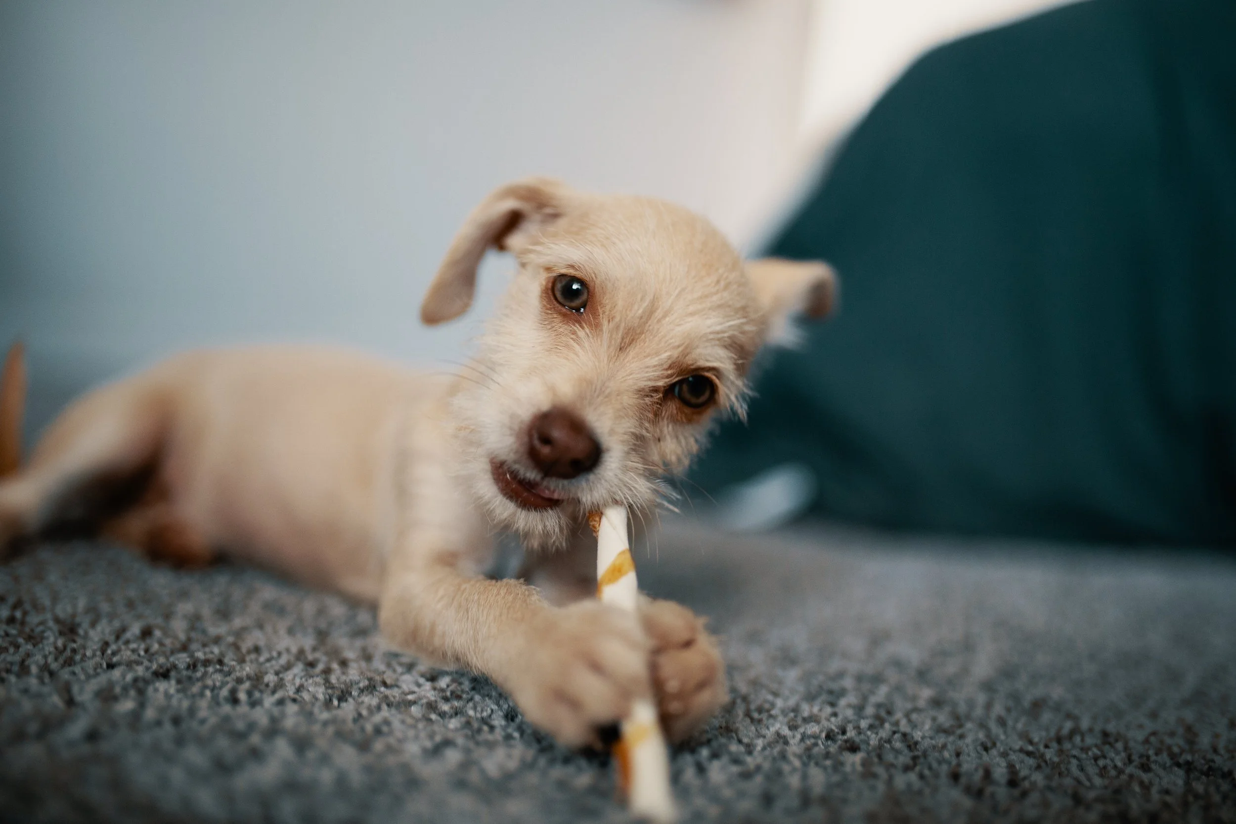 Small dog chewing on a stick on a gray carpet.