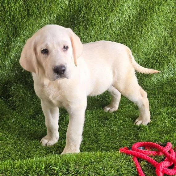 Labrador Retriever puppy standing on artificial grass with red rope toy.