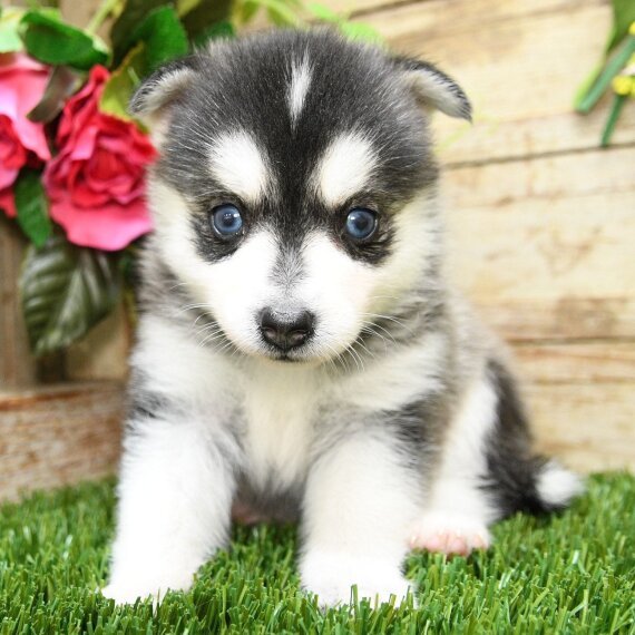 Cute husky puppy with blue eyes on grass, pink flowers in background.