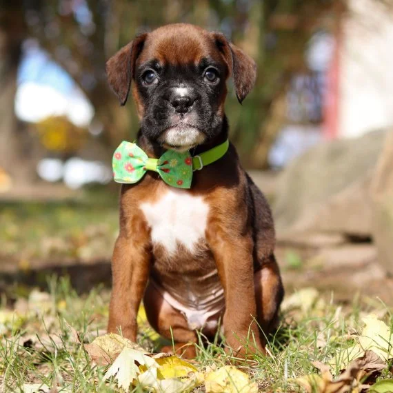 Boxer puppy wearing a green bow tie sitting on grass with fallen leaves
