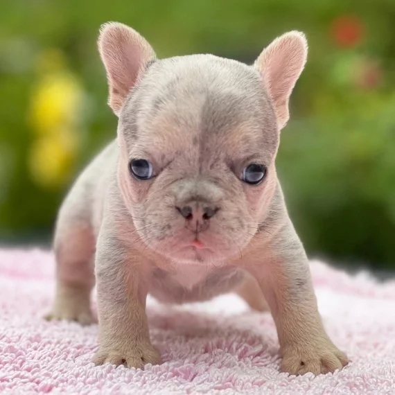 Cute French Bulldog puppy on pink towel