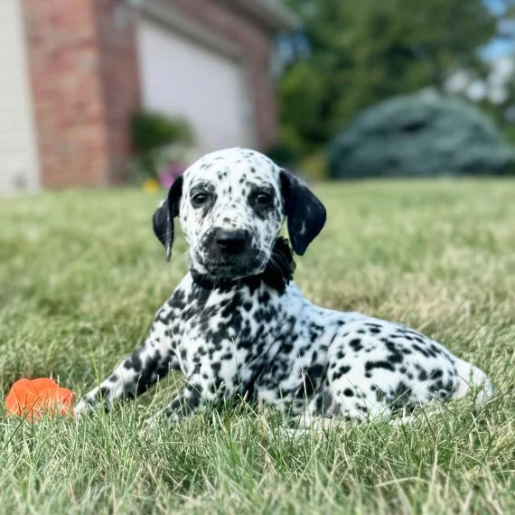 Dalmatian puppy lying on grass with orange toy