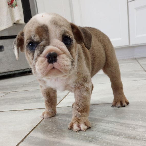 Bulldog puppy standing on tile floor in a kitchen.