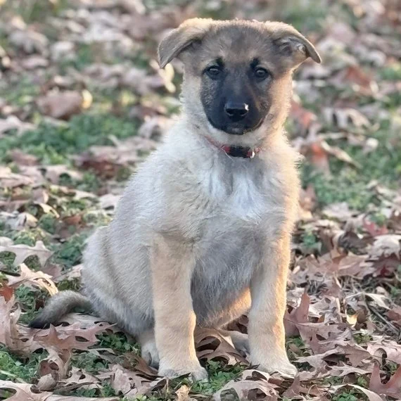 Puppy sitting on fallen leaves in a park