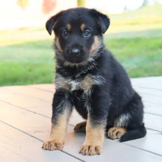 Cute German Shepherd puppy sitting outdoors on wooden surface.