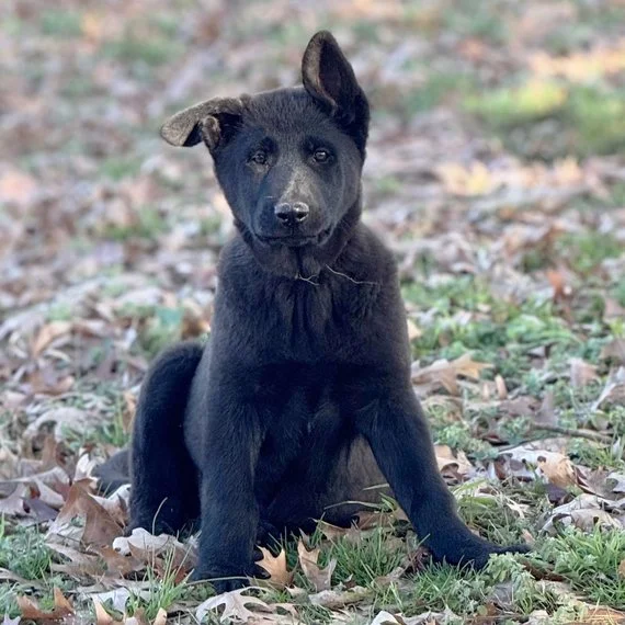 Black dog sitting on grass and fallen leaves outdoors.