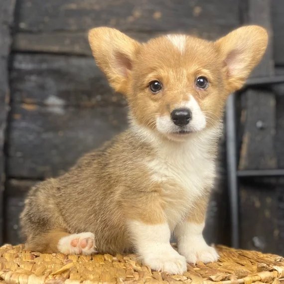 Cute Corgi puppy sitting on a woven mat indoors.
