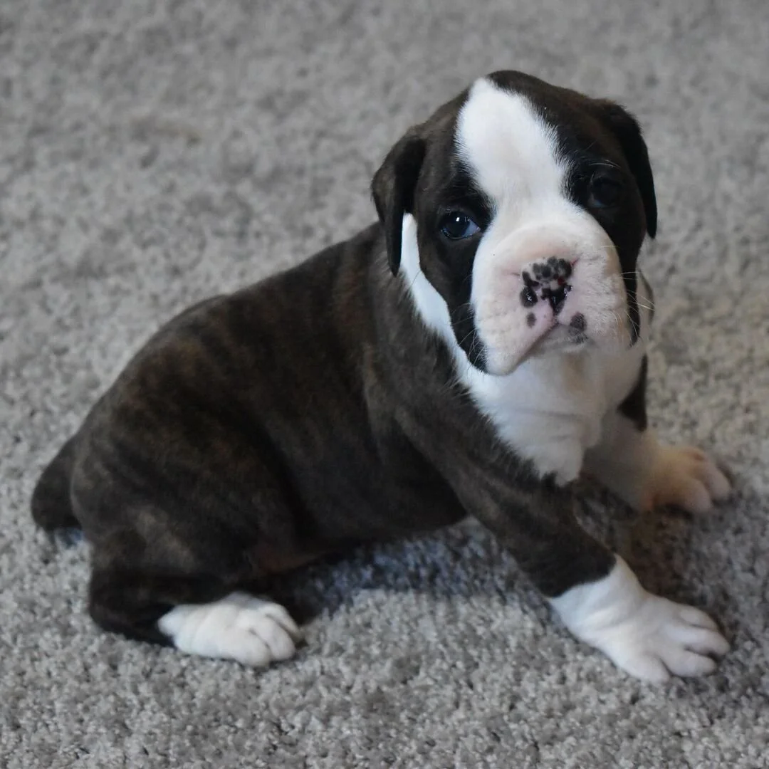 Cute brindle and white puppy sitting on gray carpet looking up.