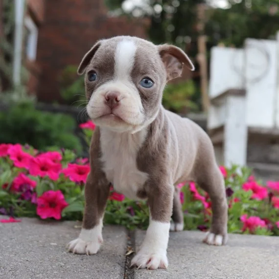 Brown and white puppy standing on sidewalk with pink flowers.