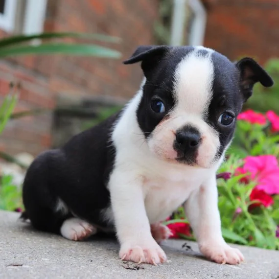 Cute black and white Boston Terrier puppy sitting on concrete with pink flowers and greenery in the background.