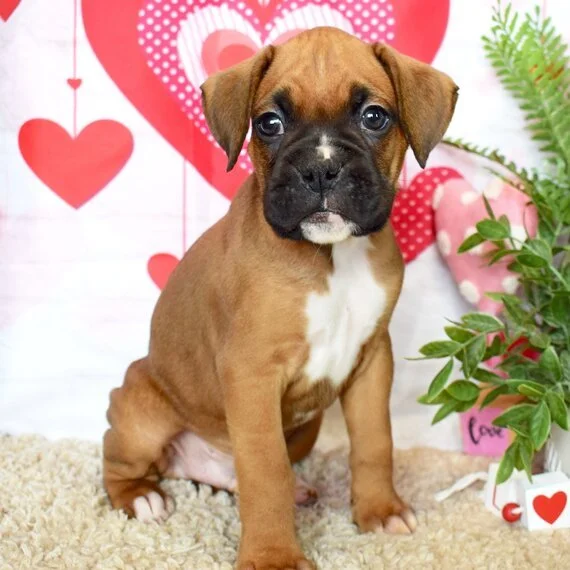 Boxer puppy sitting with Valentine heart decorations.