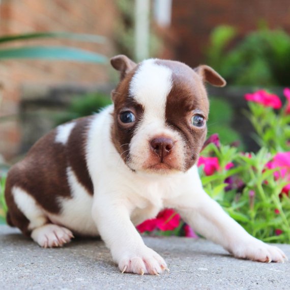 Brown and white Boston Terrier puppy sitting on concrete with pink flowers in the background.