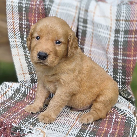 Golden retriever puppy sitting on a plaid blanket.
