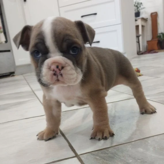 Adorable bulldog puppy on a tiled floor in a kitchen.