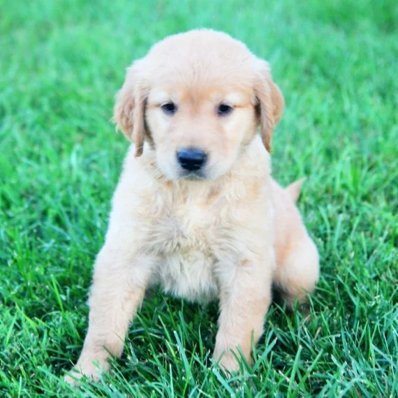 Golden retriever puppy sitting on grass.