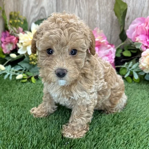 Cute curly-haired puppy sitting on grass with pink and white flowers in the background.