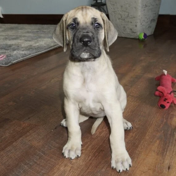 Great Dane puppy sitting on wooden floor indoors with toys around.