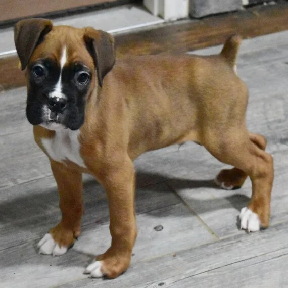Boxer puppy standing on wooden floor indoors.