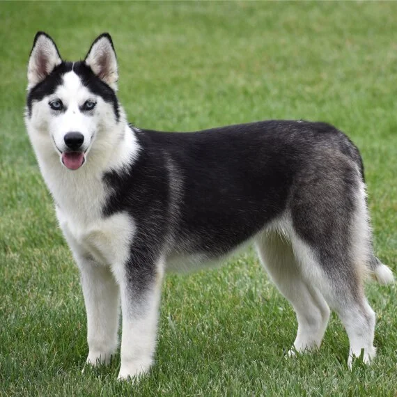 Siberian Husky standing on grass