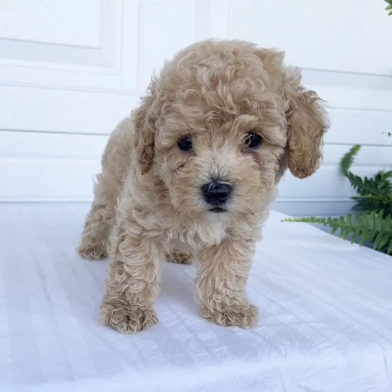 Curly-haired brown puppy on white surface