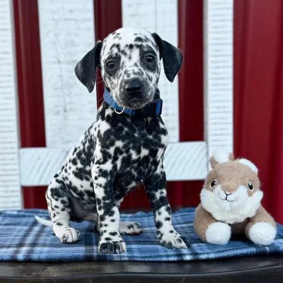 Dalmatian puppy sitting with a stuffed animal on a blue plaid blanket, against a red and white background.