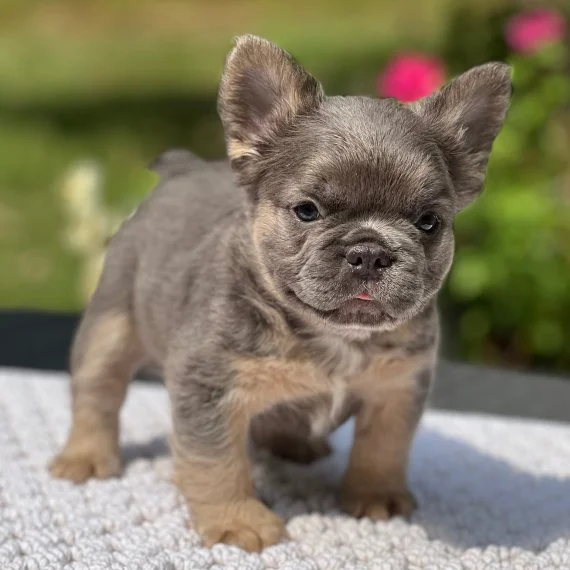 Adorable gray French Bulldog puppy standing on a white rug outdoors.