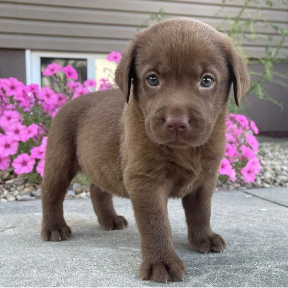 Brown puppy standing on a concrete surface with pink flowers in the background.