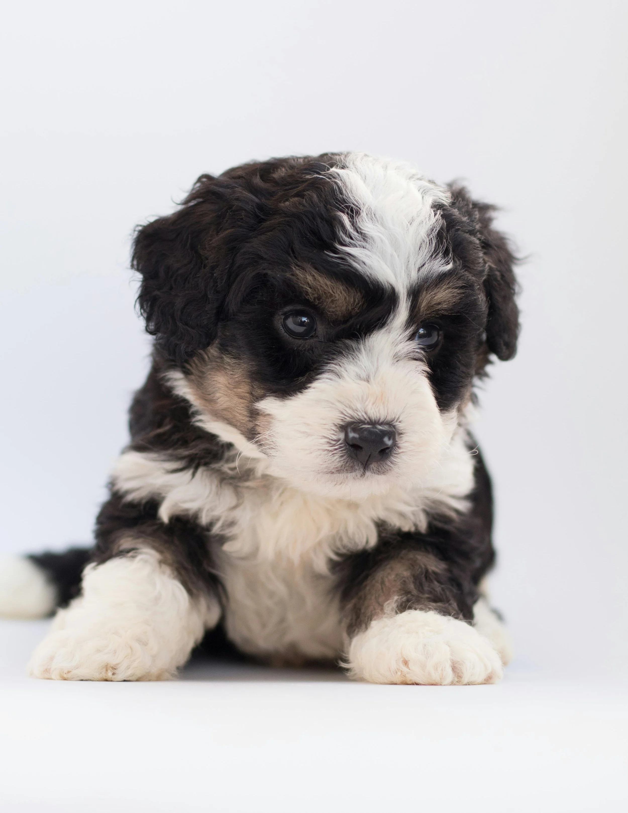 Bernedoodle puppy with black, white, and brown fur lying down.
