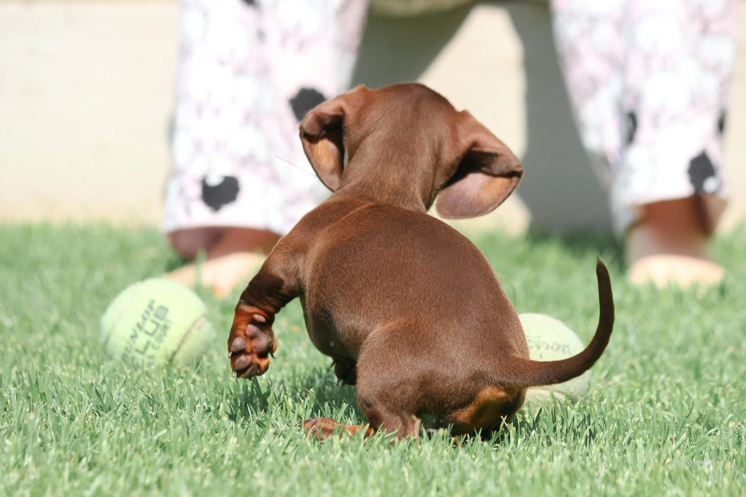 Brown dachshund puppy playing on grass with tennis balls and person in the background.
