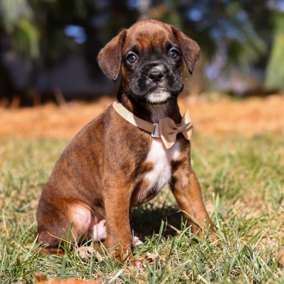 Brown boxer puppy wearing a bow tie sitting on grass