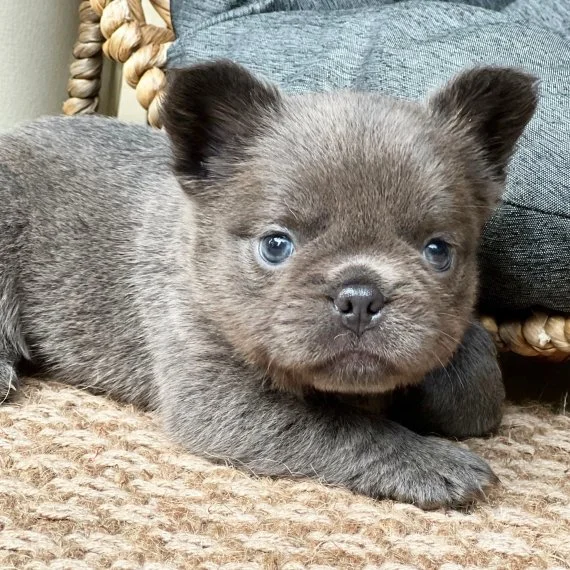 Gray puppy lying on woven rug