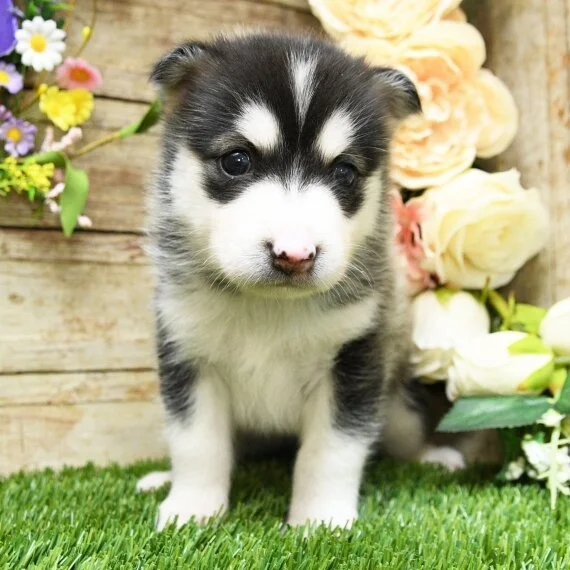 Cute husky puppy sitting on grass with flowers