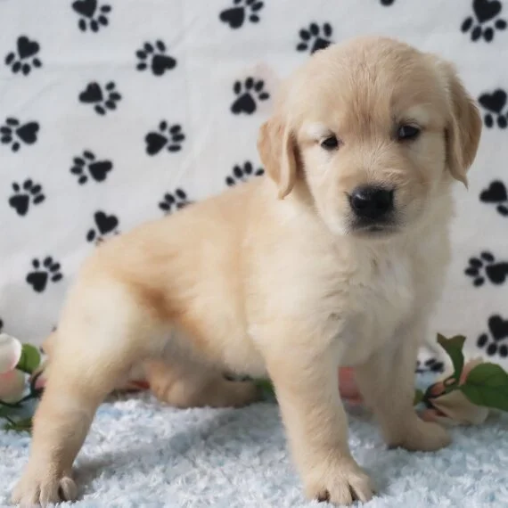 Golden Retriever puppy standing on a fluffy rug with paw print background